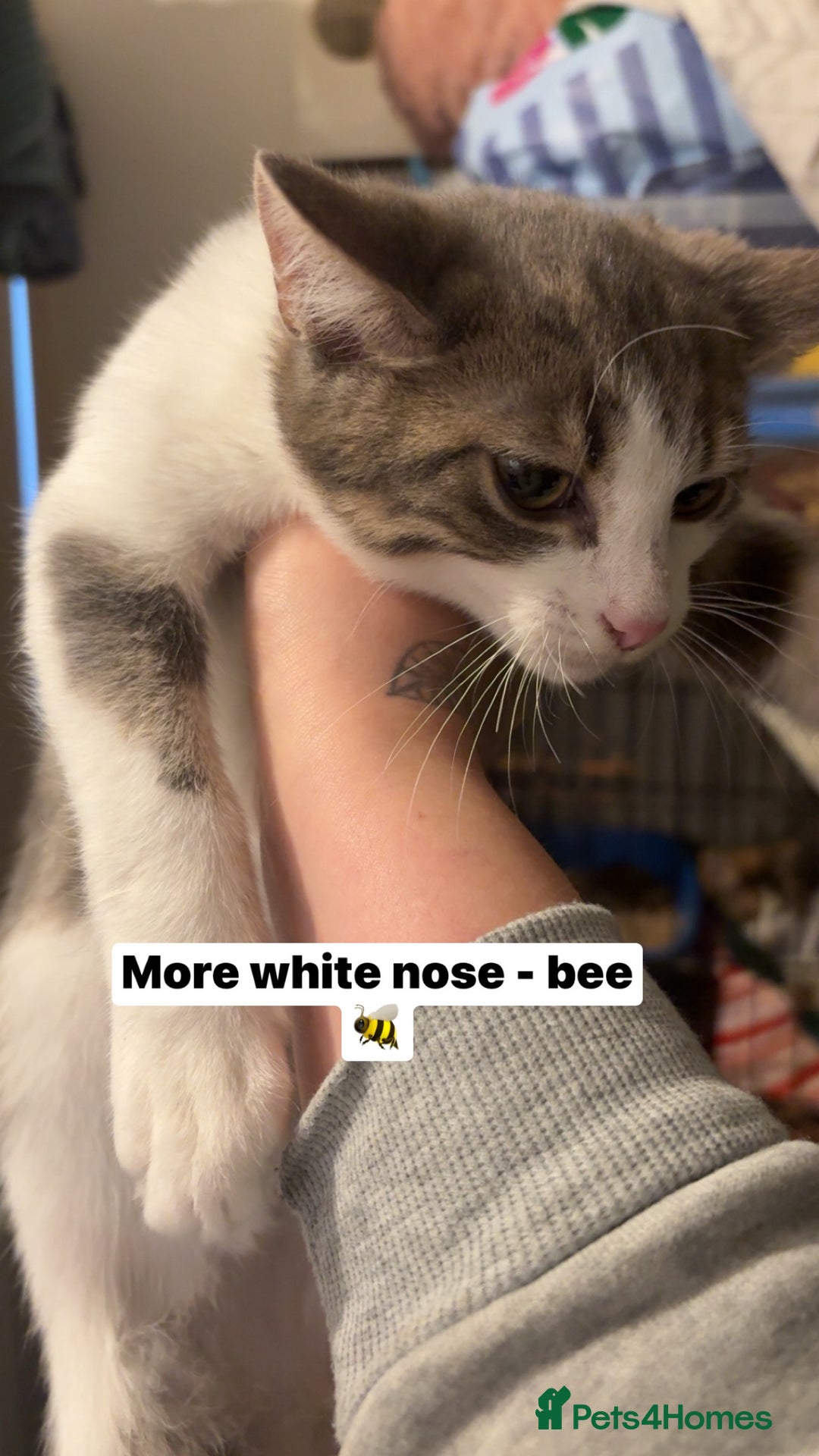 British Shorthair cats for sale: Missy & her 3 kittens & adopted rescue kitten scar - Image 5