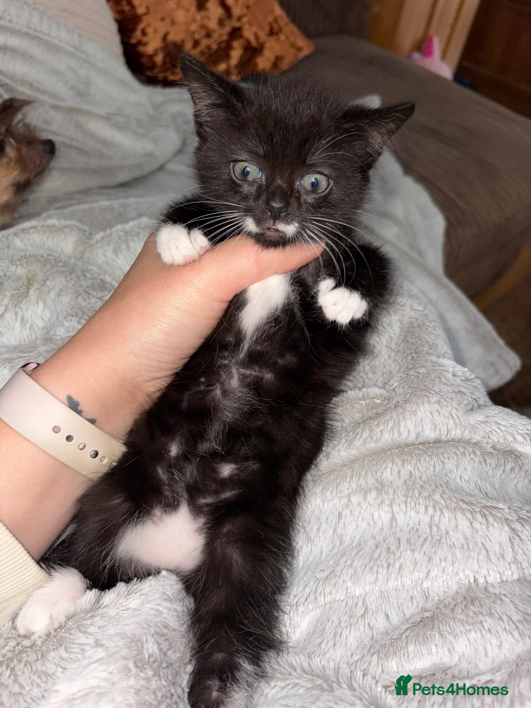 Mixed Breed cats for sale: Two kittens ready to leave on Sunday  - Advert 2
