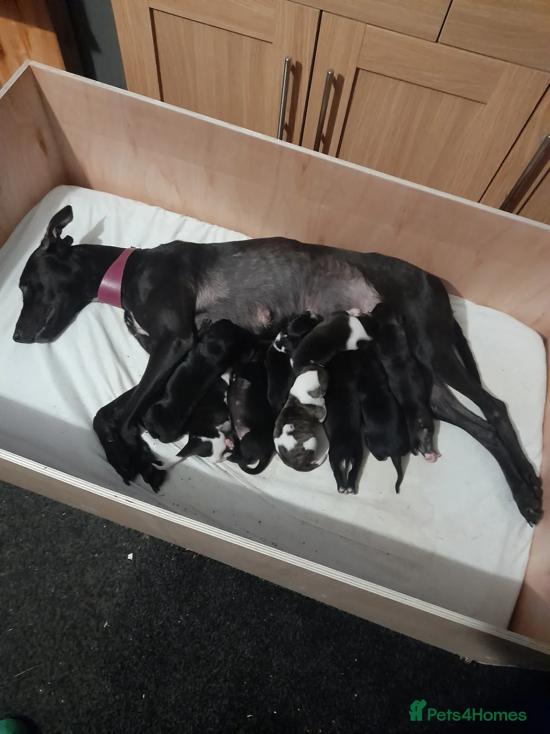 Lurcher dogs for sale: Lurcher pups  - Advert 5