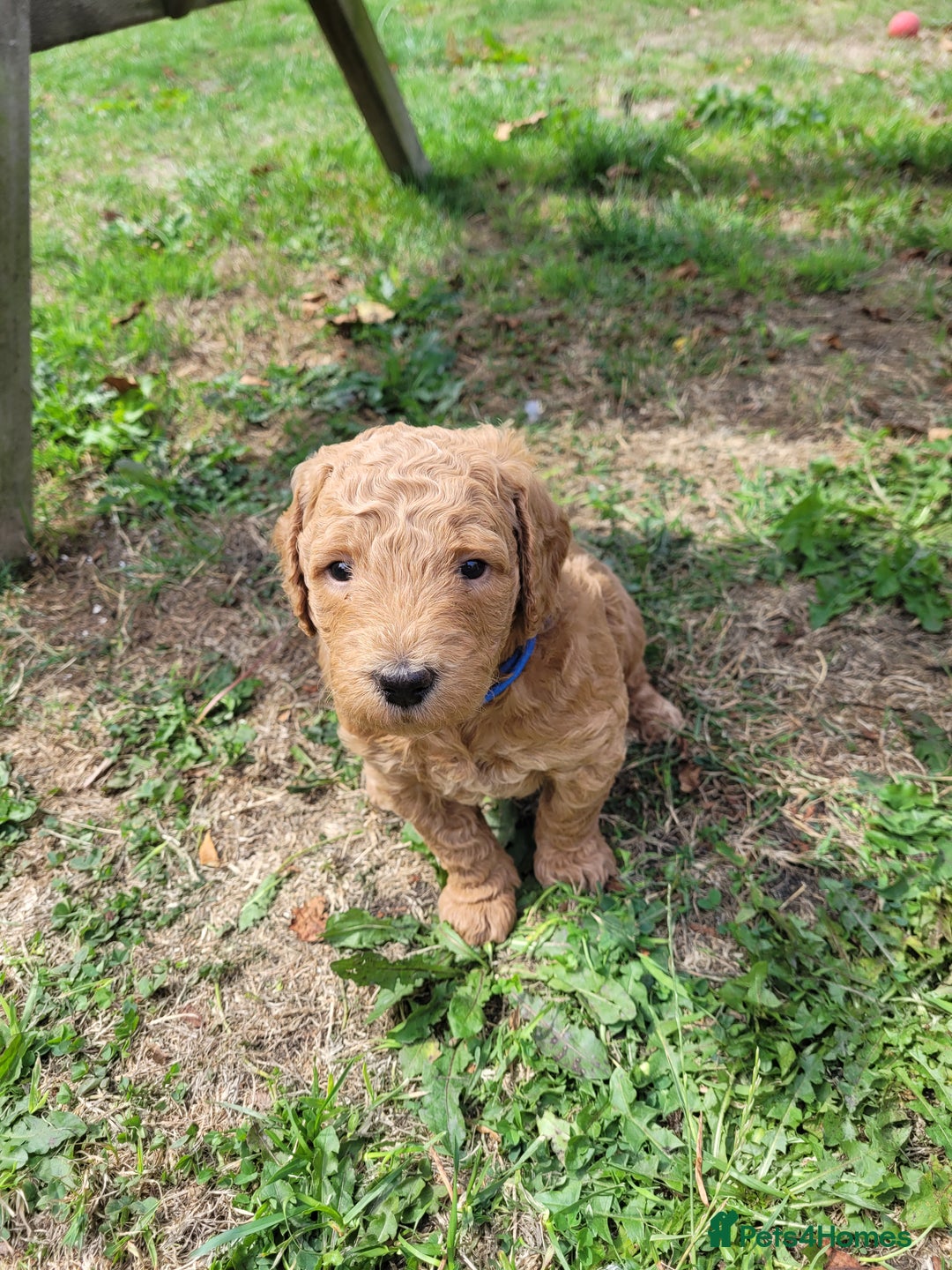 Mixed Breed dogs for sale: Miniature Goldendoodle Puppies - Image 16