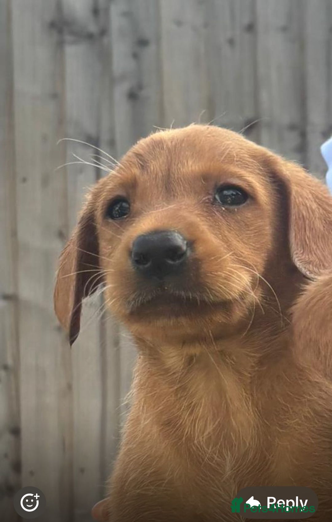 Labrador Retriever dogs for stud: Red Labrador KC registered in Ipswich - Advert 9