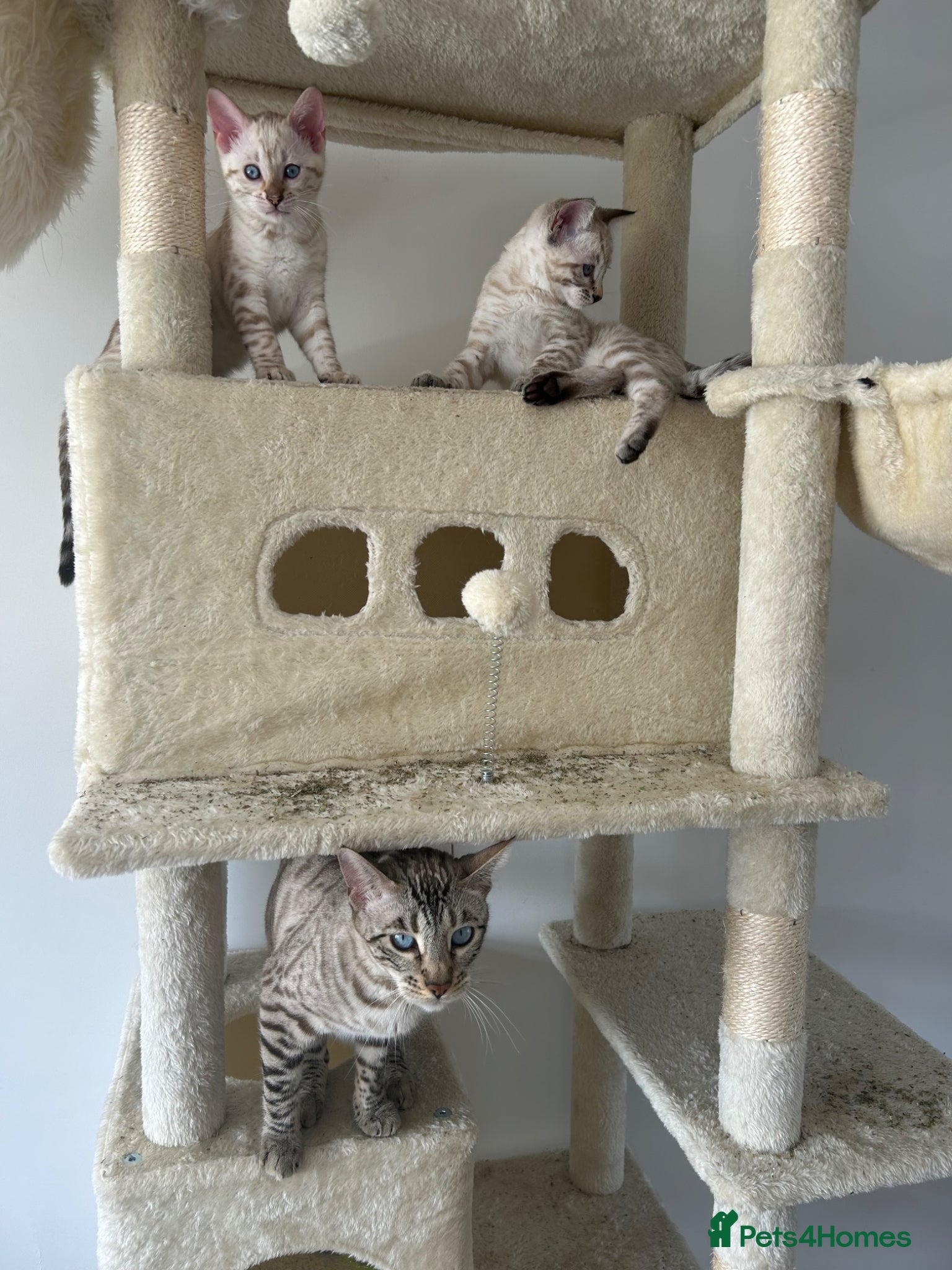 Bengal cats for sale: Snow bengal pure breed kittens  - Advert 6