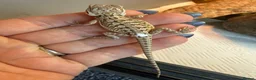 Bearded Dragon reptiles for sale: Baby bearded dragons - Advert 15