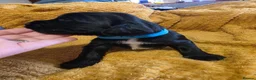 Sprocker dogs for sale: GORGEOUS SPROCKER PUPPIES  - Advert 3
