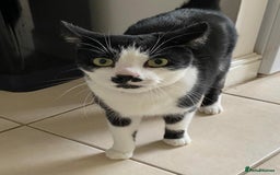 Mixed Breed cats for sale: Adorable Bonzo needs a loving home - Image 8