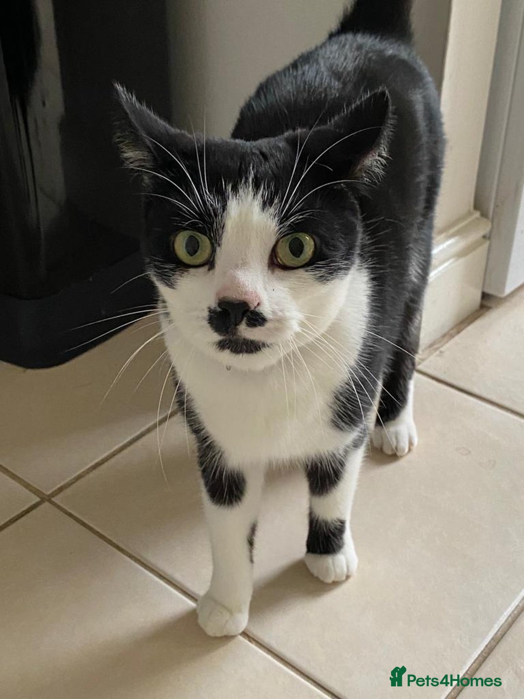 Mixed Breed cats for sale: Adorable Bonzo needs a loving home - Image 8