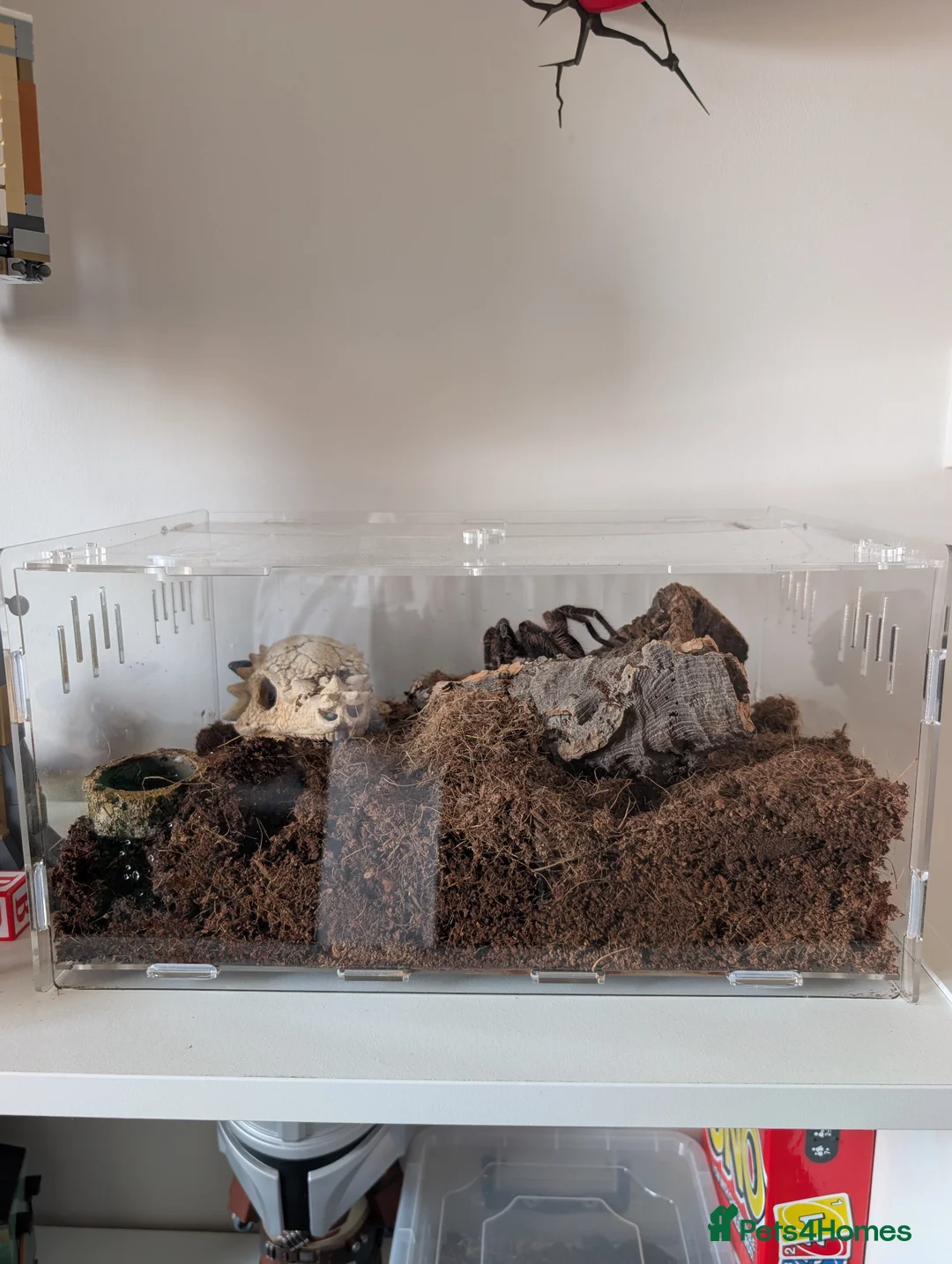 Tarantulas invertebrates for sale: Scarlet birdeater /Lasiodora klugi Tarantula  in Tamworth - Advert 7