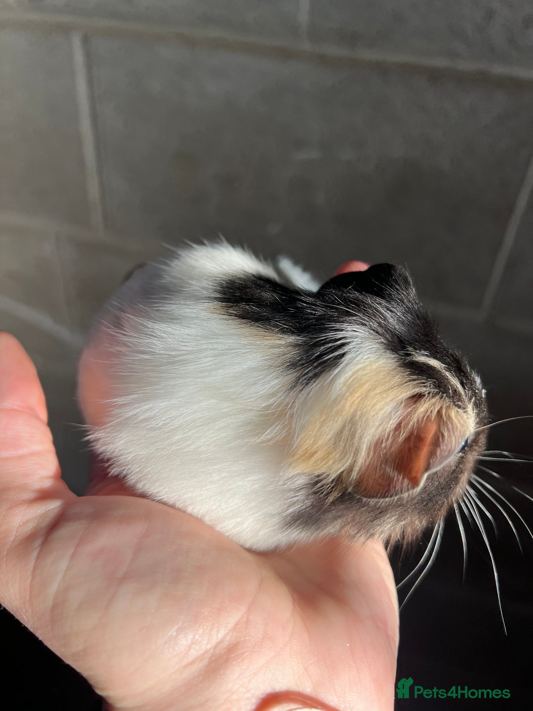 Guinea Pig rodents for sale: Three lovely boys looking for their forever home!  - Advert 16