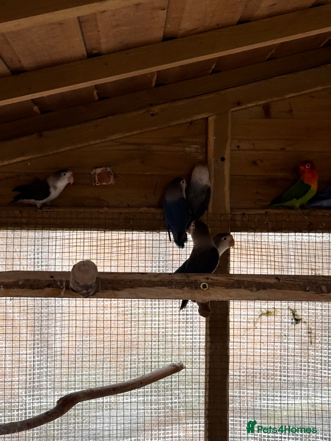 Lovebirds birds for sale: Lovebirds for sale - Advert 11