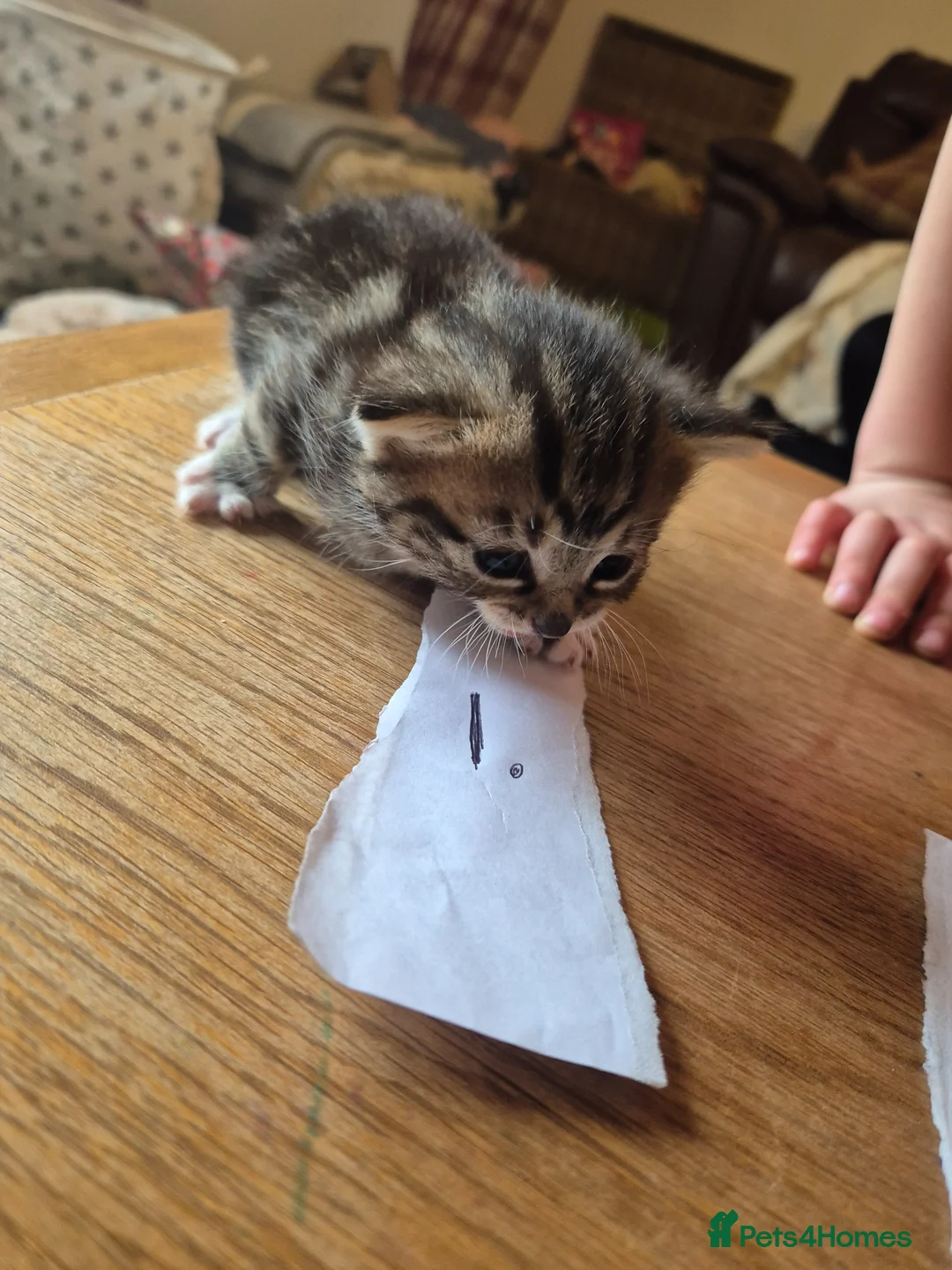 Maine Coon cats for sale: Maine coon  x kittens - Ready now - Advert 12