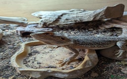 Bearded Dragon reptiles for sale: Charizard, two year old Bearded Dragon  - Image 1
