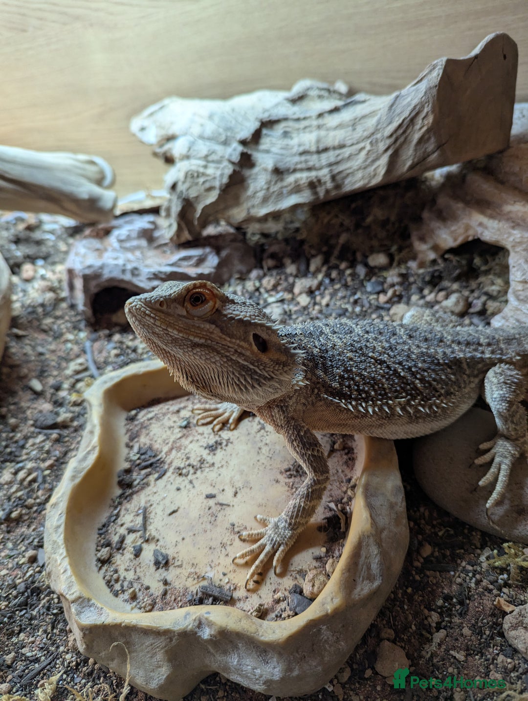 Bearded Dragon reptiles for sale: Charizard, two year old Bearded Dragon  - Image 1
