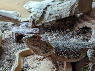 Bearded Dragon reptiles - Advert 16