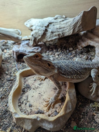 Bearded Dragon reptiles - Advert 1