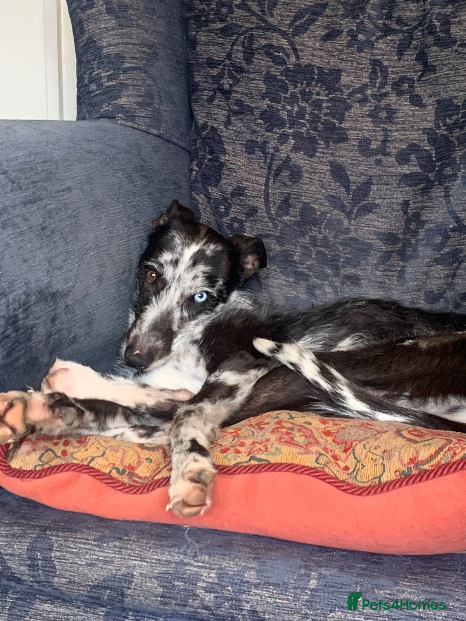 Lurcher dogs Male Lurcher Looking for a Loving Home - Advert 4