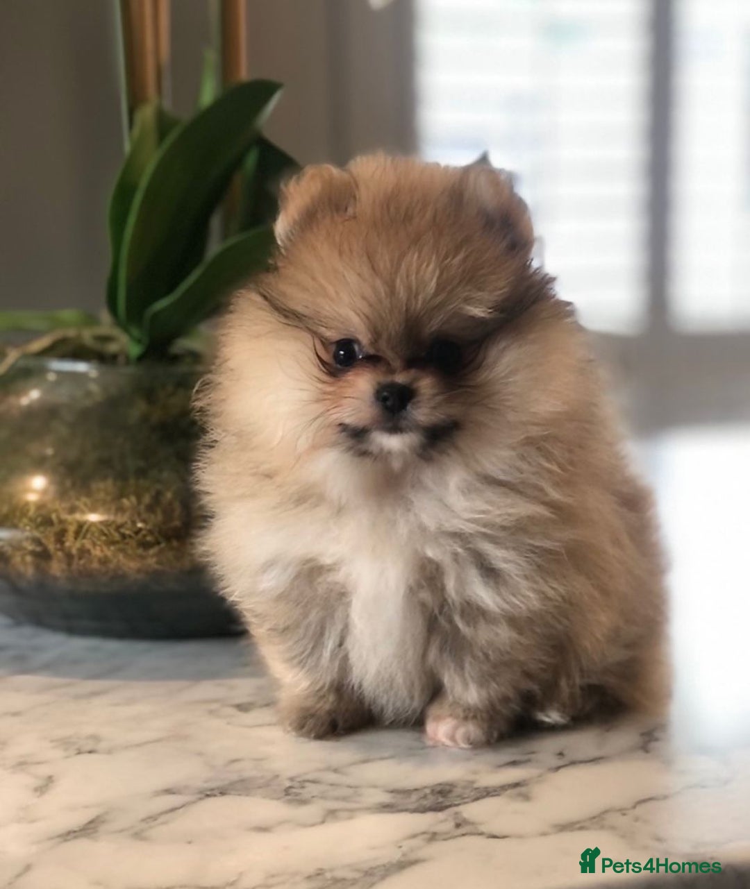 Pomeranian dogs for sale: Kc teddy bear pom babies  - Image 5