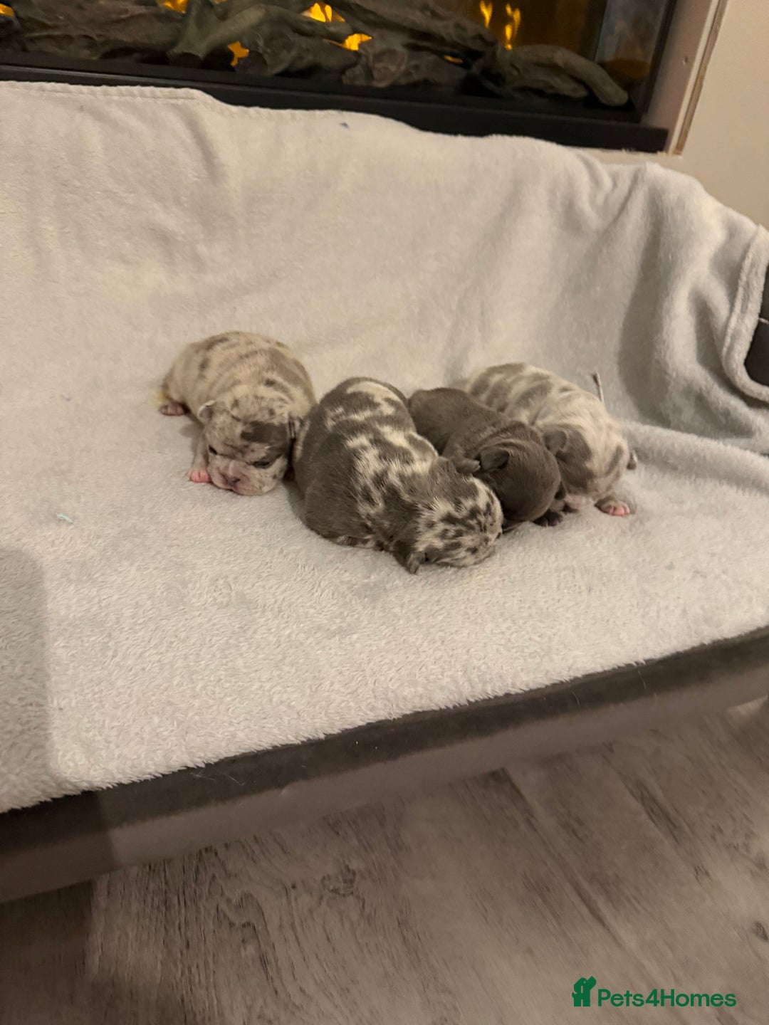 French Bulldog dogs for sale: Beautiful blue and lilac merle French bulldogs - Image 4