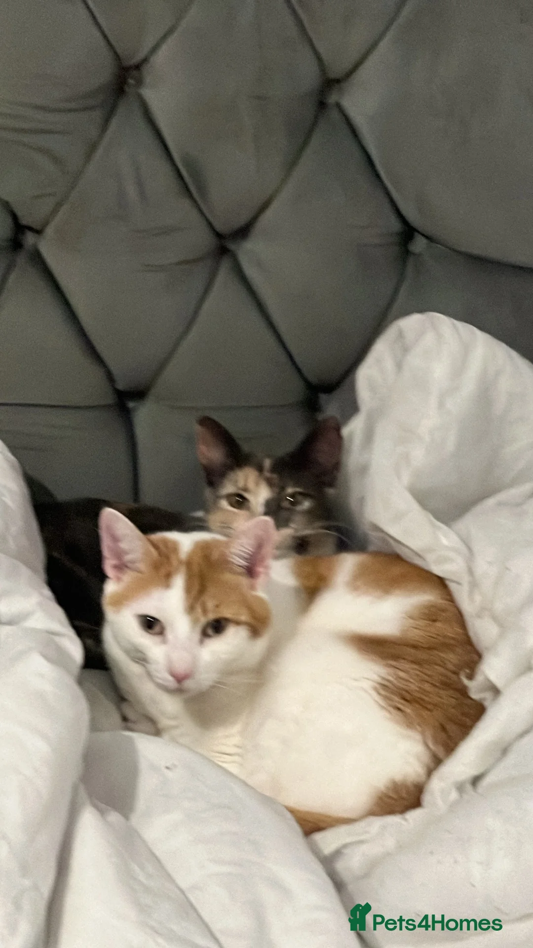 Mixed Breed cats for sale: 2 cats for sale  - Advert 1