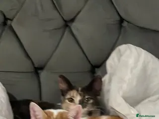 Mixed Breed cats 2 cats for sale - Advert 1
