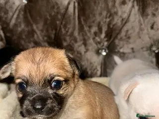 Chihuahua dogs 4 Chihuahua puppy’s for sale - Advert 10