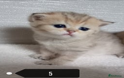 British Shorthair cats for sale: Quality X4 British Longhair x2 British Shorthair - Image 4
