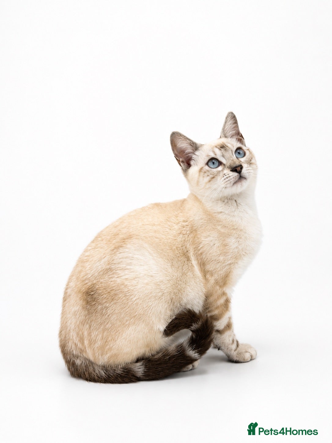 Bengal cats 🐆G6 Pedigree Bengal Kittens | TICA Registered - Advert 5
