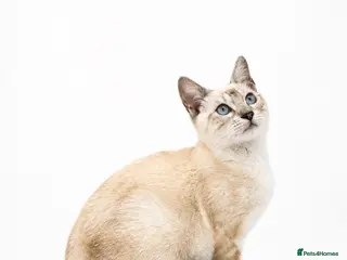Bengal cats 🐆G6 Pedigree Bengal Kittens | TICA Registered - Advert 5
