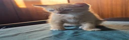 Sphynx cats for sale: Sphynx / Devon Rex Mix Kittens Ready Homes - Advert 5