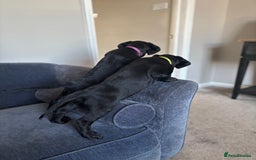 Mixed Breed dogs for sale: Sprockador Puppies  - Image 6