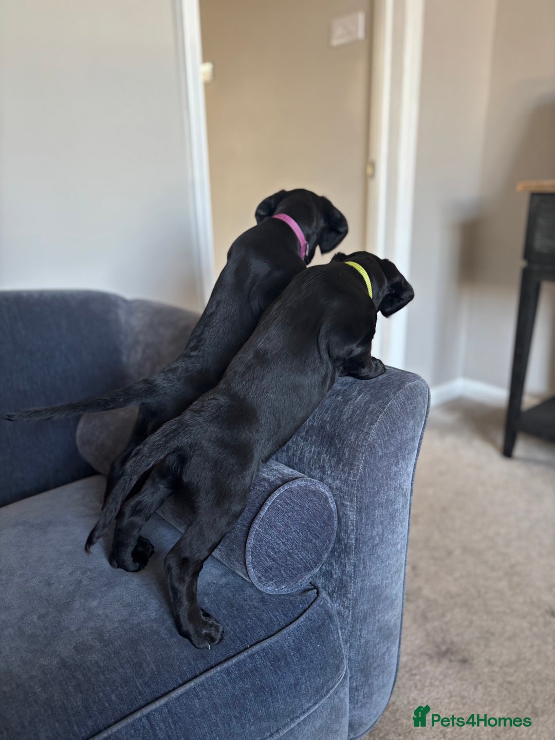 Mixed Breed dogs for sale: Sprockador Puppies  - Image 6