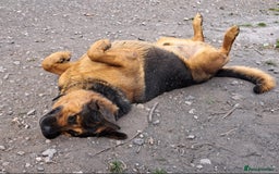Mixed Breed dogs for sale: A stunning litter of gsd x rottie x mastiff pups  - Image 5