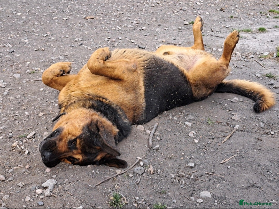 Mixed Breed dogs for sale: A stunning litter of gsd x rottie x mastiff pups  - Image 5
