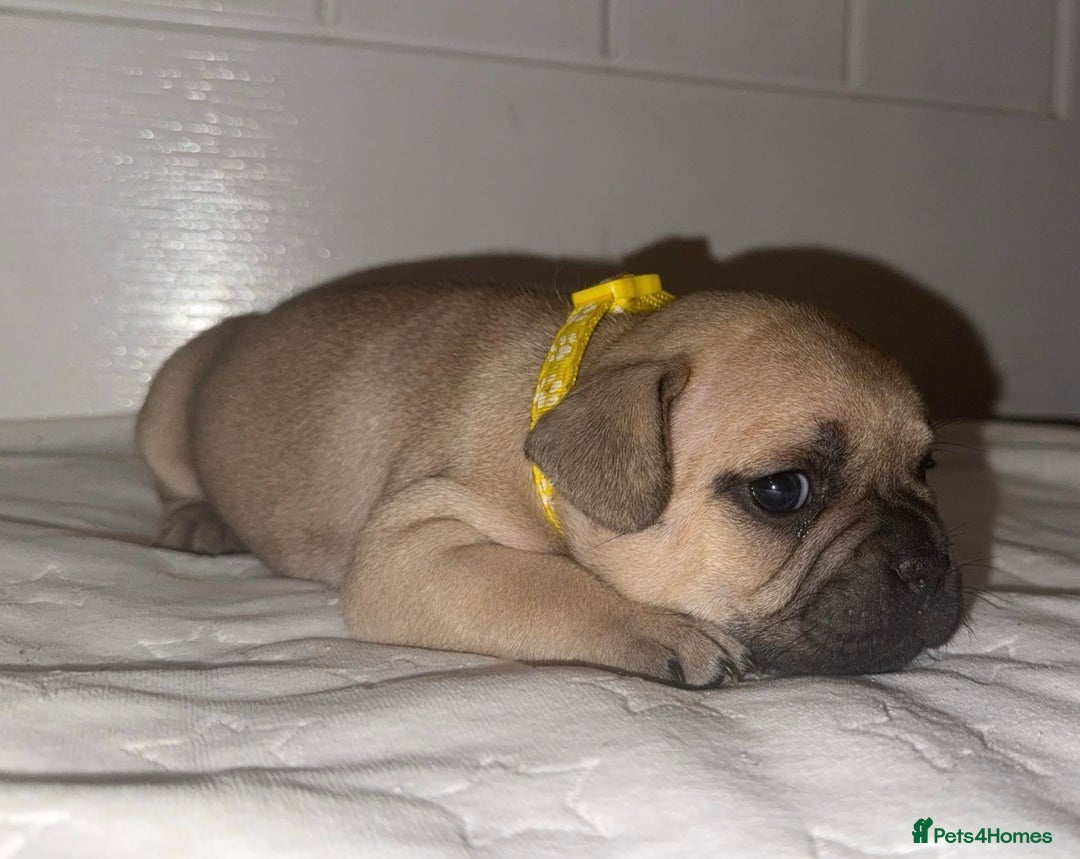 French Bulldog dogs for sale: French bulldog puppies - Advert 6