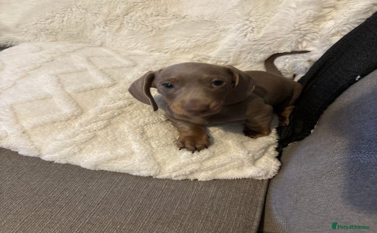 Miniature Dachshund dogs Miniature Dachshund Puppies - Advert 9