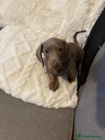 Miniature Dachshund dogs Miniature Dachshund Puppies - Advert 9