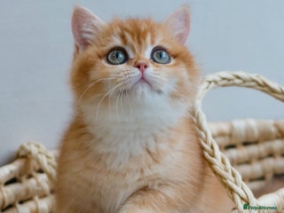 British Shorthair cats Stunning Registered British Shorthair Girl - Advert 4