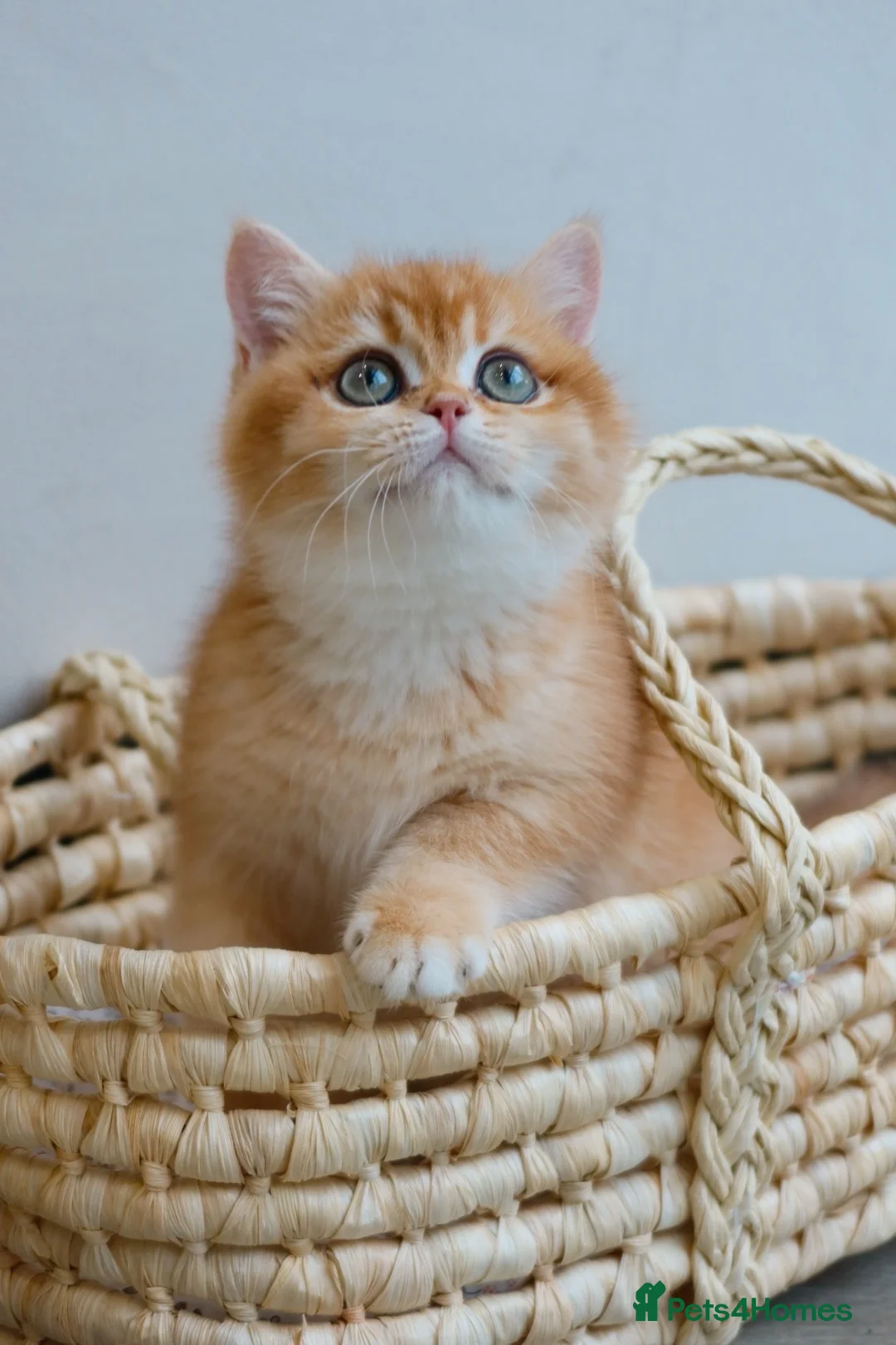 British Shorthair cats for sale: NOW RESERVED  - Advert 1