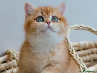 British Shorthair cats NOW RESERVED - Advert 11