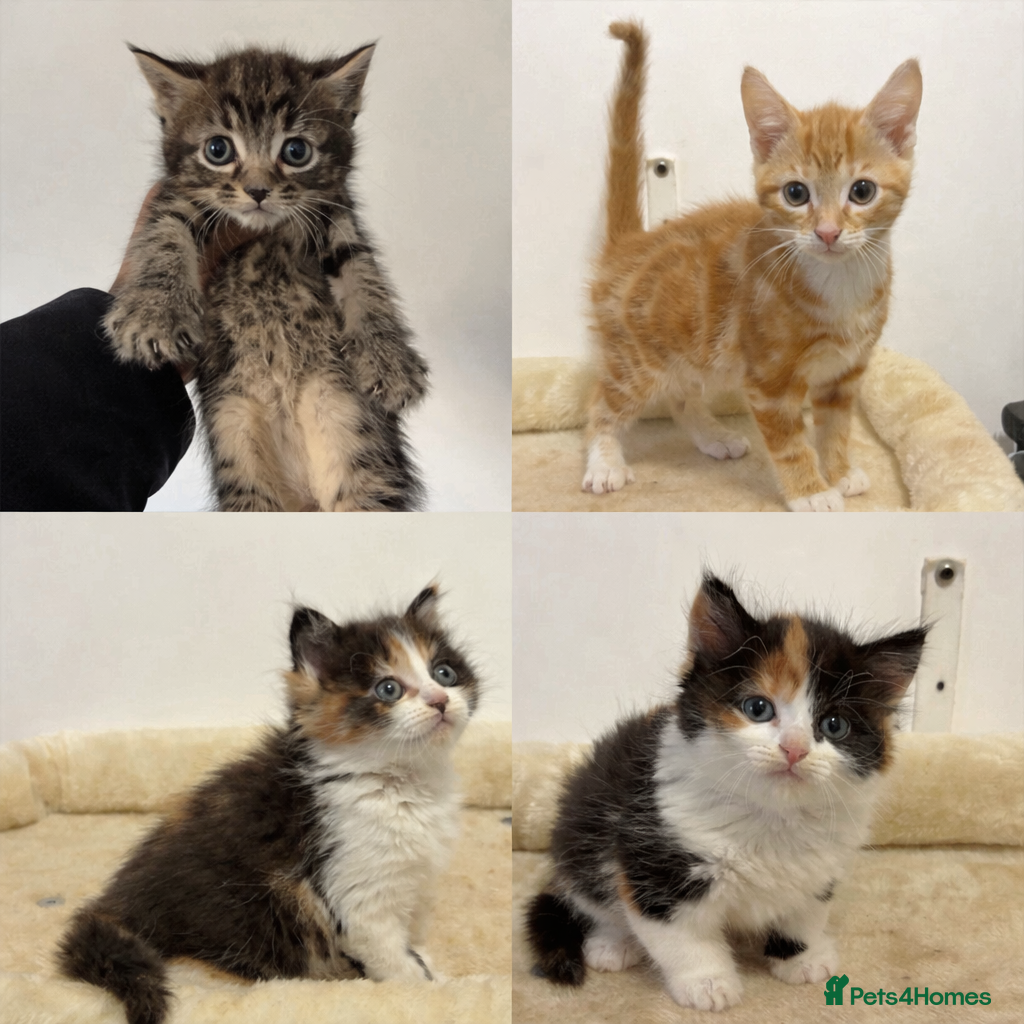 Mixed Breed cats x4 Mixed breed kittens - Ready to leave! - Advert 3