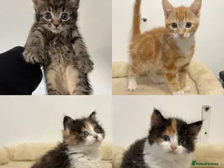 Mixed Breed cats x4 Mixed breed kittens - Ready to leave! - Advert 3