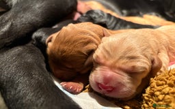 Labrador Retriever dogs for sale: Beautiful Mixed Colour Litter  - Image 7