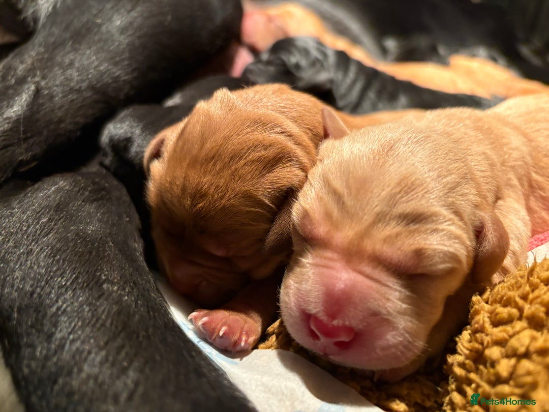 Labrador Retriever dogs for sale: Beautiful Mixed Colour Litter  - Image 7