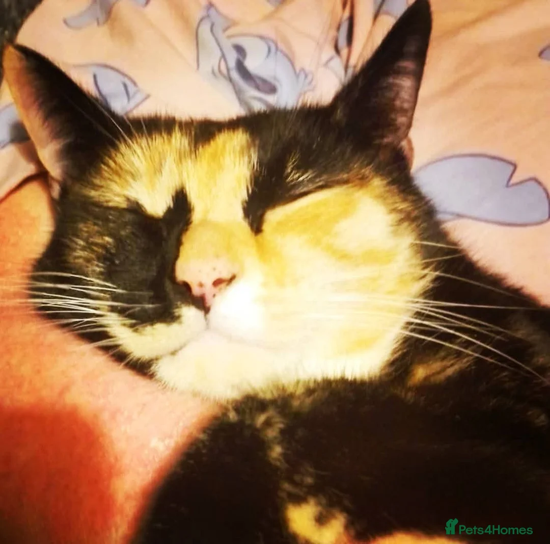Mixed Breed cats for sale: 3 gorgeous girls  - Advert 2