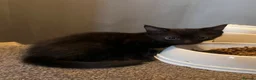 Mixed Breed cats for sale: Beautiful kittens  - Advert 7