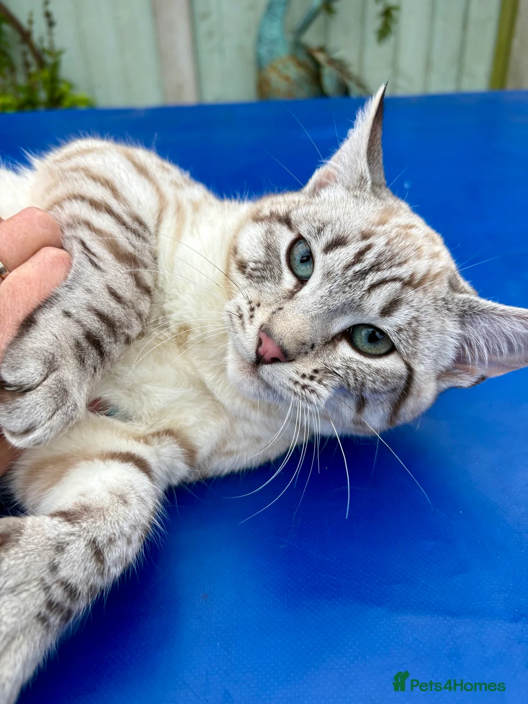 Savannah cats for sale: Breath taking wild looking girl  - Advert 8