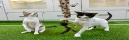 Mixed Breed cats for adoption: [Indoors Only] Yuki & Suki - Adorable Siblings - Advert 20