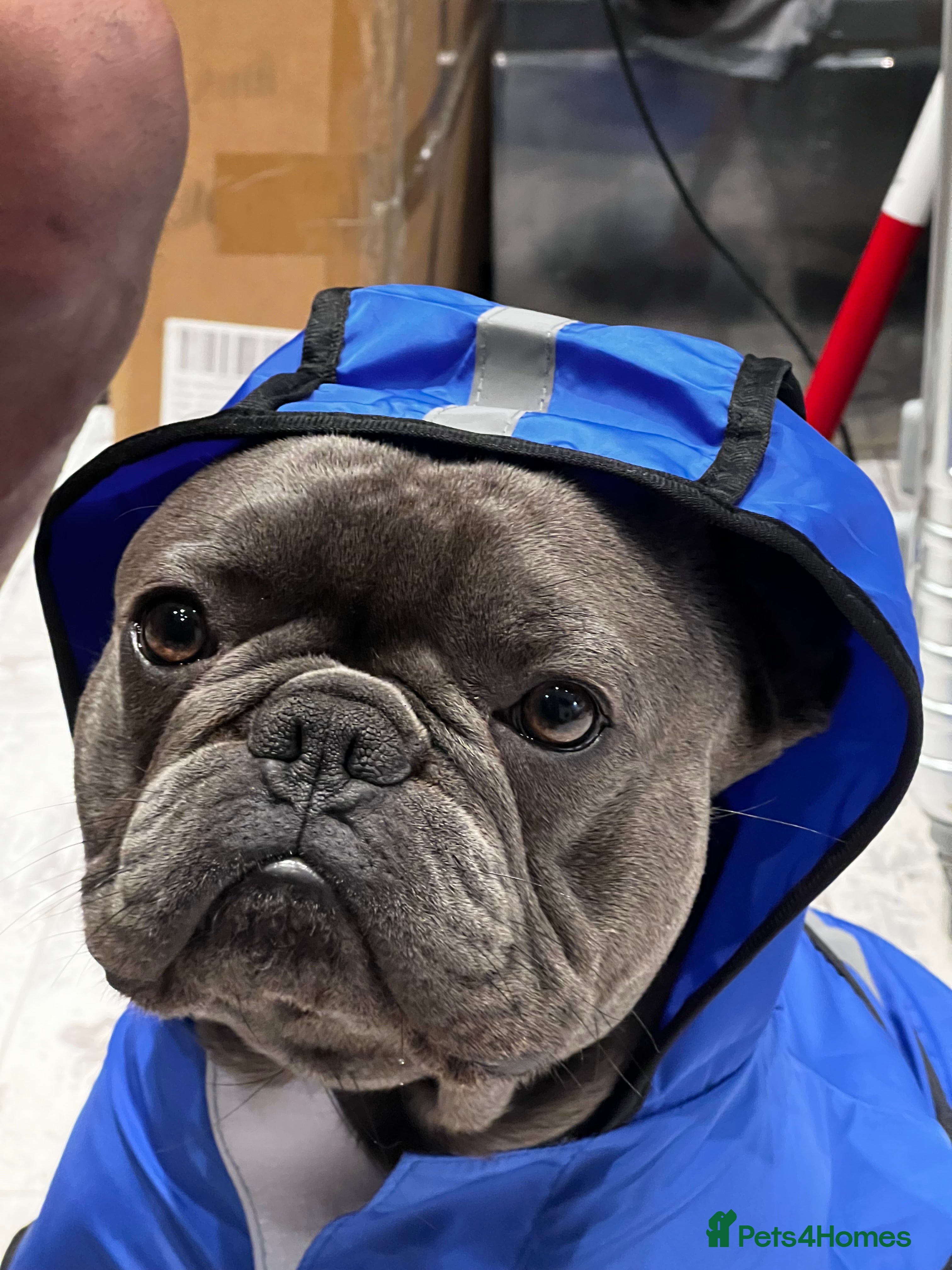 French Bulldog dogs Rehoming Beautiful Male French Bulldog - 2.5 y.o - Advert 1