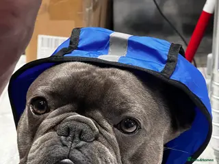 French Bulldog dogs Rehoming Beautiful Male French Bulldog - 2.5 y.o - Advert 1