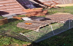 Guinea Pig rodents for sale: Two Guinea pigs with large double hutch and run - Image 3