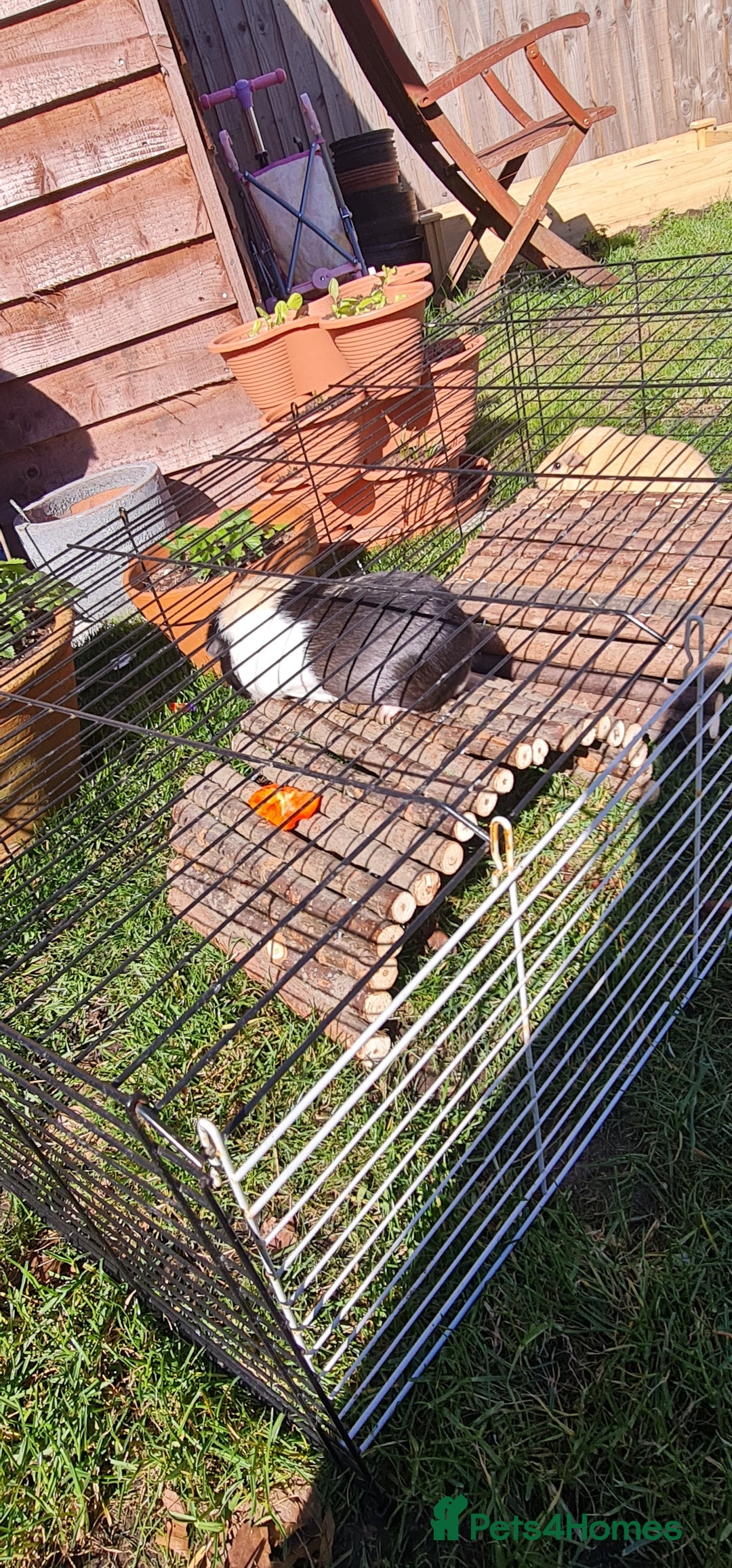 Guinea Pig rodents for sale: Two Guinea pigs with large double hutch and run - Image 3